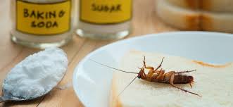Cockroach Control