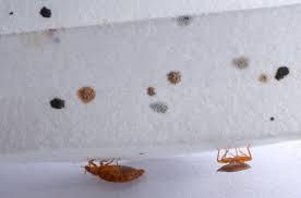 Bed Bug Treatment