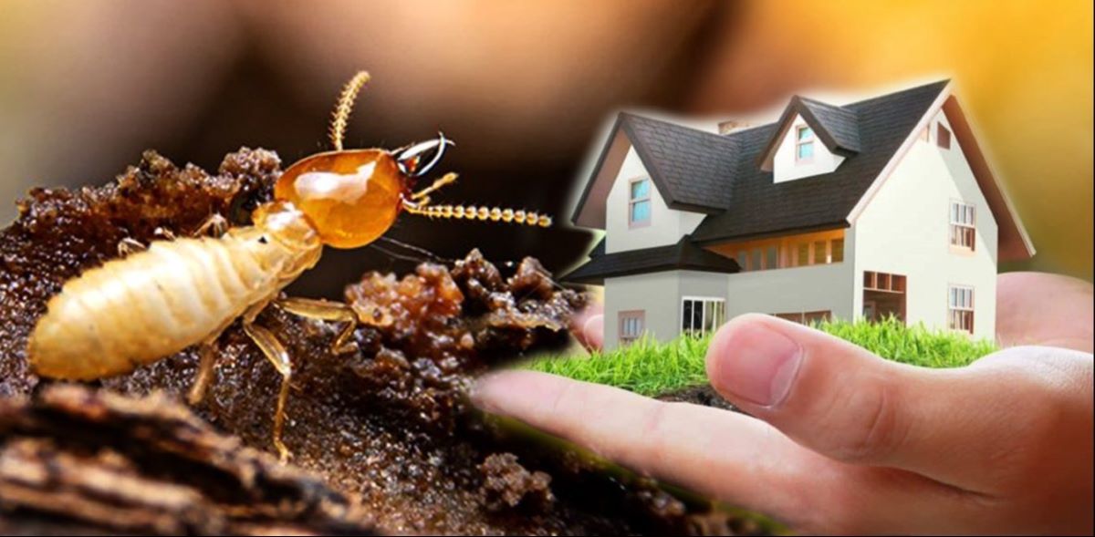 Pest Control Tips