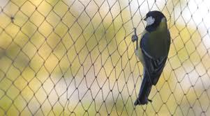Bird Netting